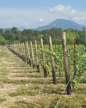 AZIENDA AGRICOLA a CANCELLI CHIUSI