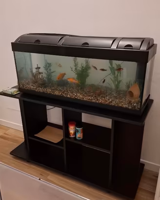 Acquario