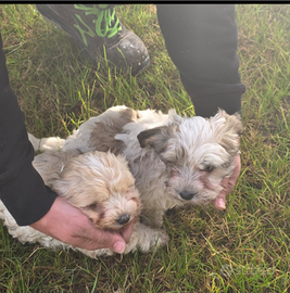 Matipoo due femminucce