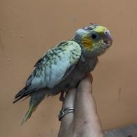 Calopsiti allevate a mano