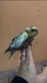 Calopsiti allevate a mano