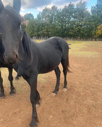 Cavallo