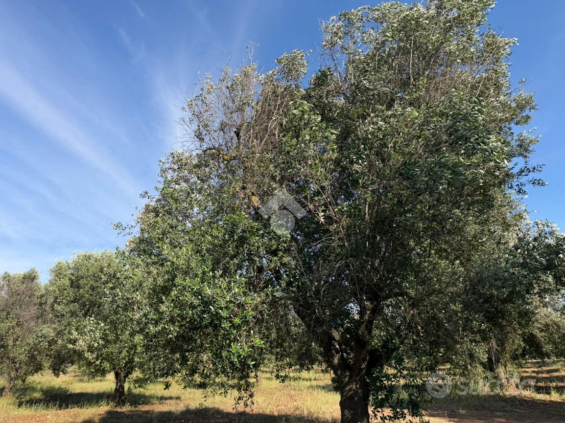 TER. AGRICOLO A CAROVIGNO - Vista 4