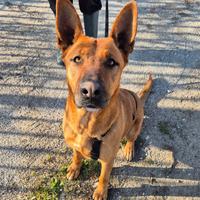 Pastore belga malinois mix in adozione