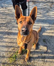 Pastore belga malinois mix in adozione