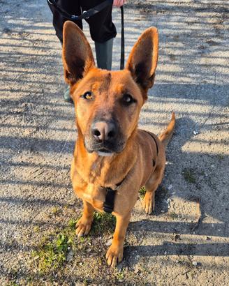 Pastore belga malinois mix in adozione