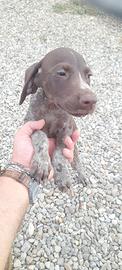 bracco pointer
