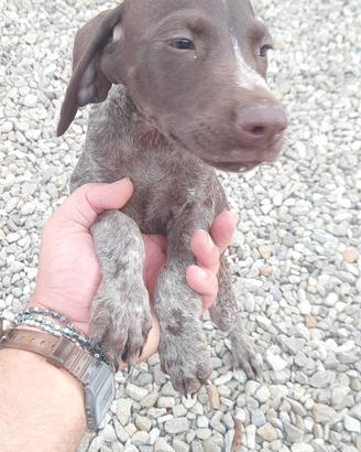 bracco pointer