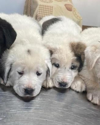 cuccioli pastore dell'Asia centrale 