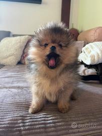 Spitz pomerania pedigree