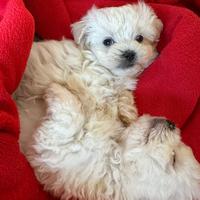 Cuccioli di maltese