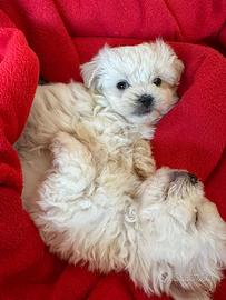Cuccioli di maltese