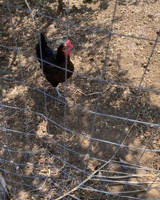 Galline ovaiole