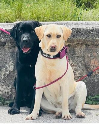 Cucciolo di cane