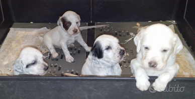 Setter Inglese cuccioli