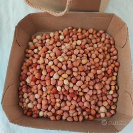 Noccioli di ciliegie 