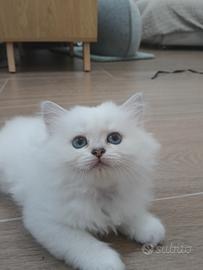 cuccioli di scottish straight longhair 