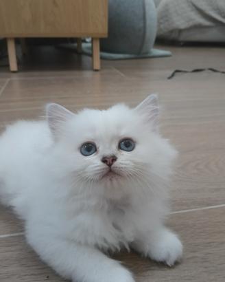 cuccioli di scottish straight longhair 