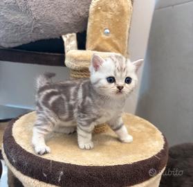 Cuccioli Scottish Straight e fold