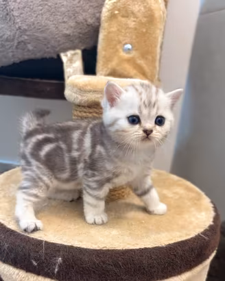 Cuccioli Scottish Straight e fold