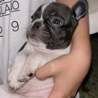 Cuccioli di bull dog