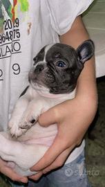 Cuccioli di bull dog