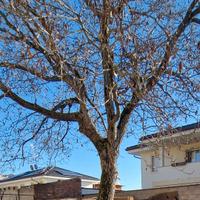 Albero di noce da tagliare