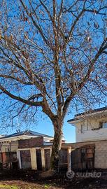 Albero di noce da tagliare