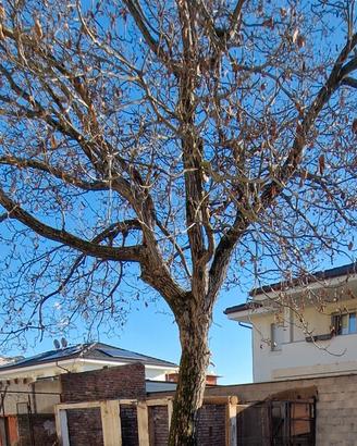 Albero di noce da tagliare