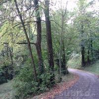 Piante per legna da ardere