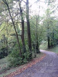 Piante per legna da ardere