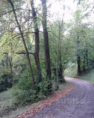 Piante per legna da ardere