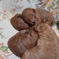 Cucciolo di Barboncino a Viterbo