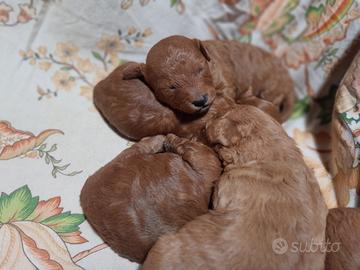 Cucciolo di Barboncino a Viterbo
