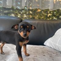 Cagnolini russiantoy