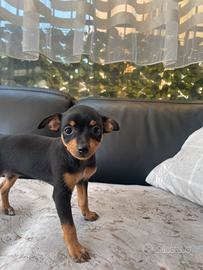 Cagnolini russiantoy