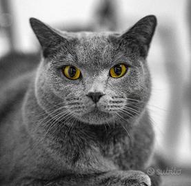 Gatto certosino anziano