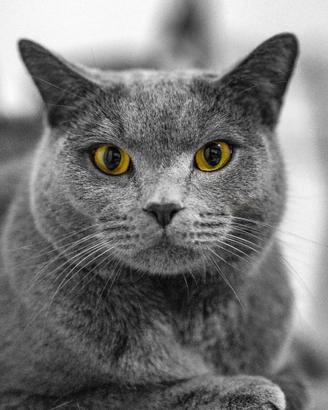 Gatto certosino anziano