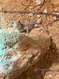 Geco deserticolo
