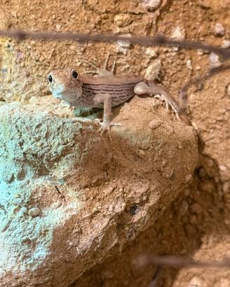 Geco deserticolo