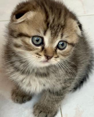 Gattina Scottish Fold femmina