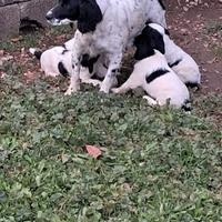 Cani Springer da Caccia