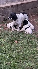 Cani Springer da Caccia