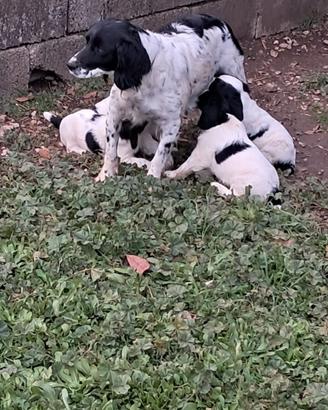 Cani Springer da Caccia