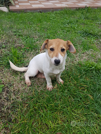 Cuccioli di Jack Russell di 4 mesi