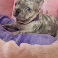 Cucciolo Bulldog francese