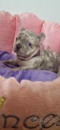 Cucciolo Bulldog francese