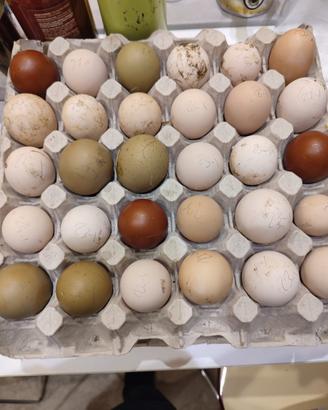 Galline