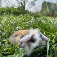 Coniglietti ariete nano