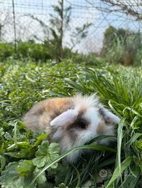 Coniglietti ariete nano